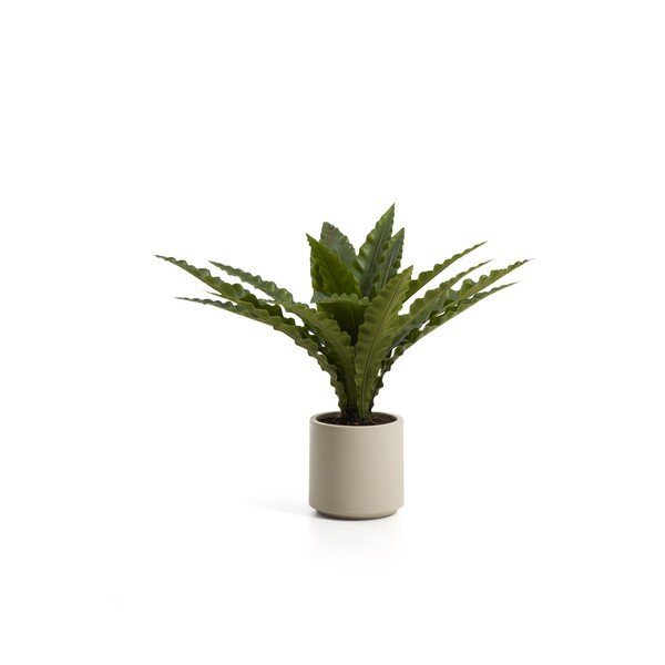 Umetni sukulent (višina 70 cm) Neottopteris – Kave Home