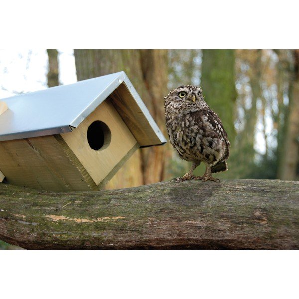 Lesena hiška za sove – Esschert Design-image-1