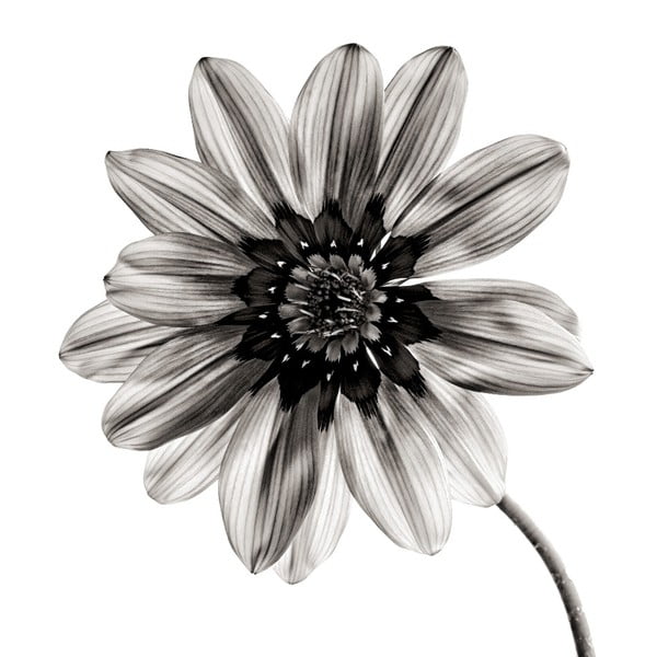 Črno-bela steklena slika Insigne Flower, 30 x 30 cm