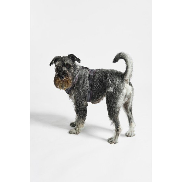 Temno siva oprsnica velikosti S dolžina 30 cm Modena Asphalt S – MiaCara-image-1