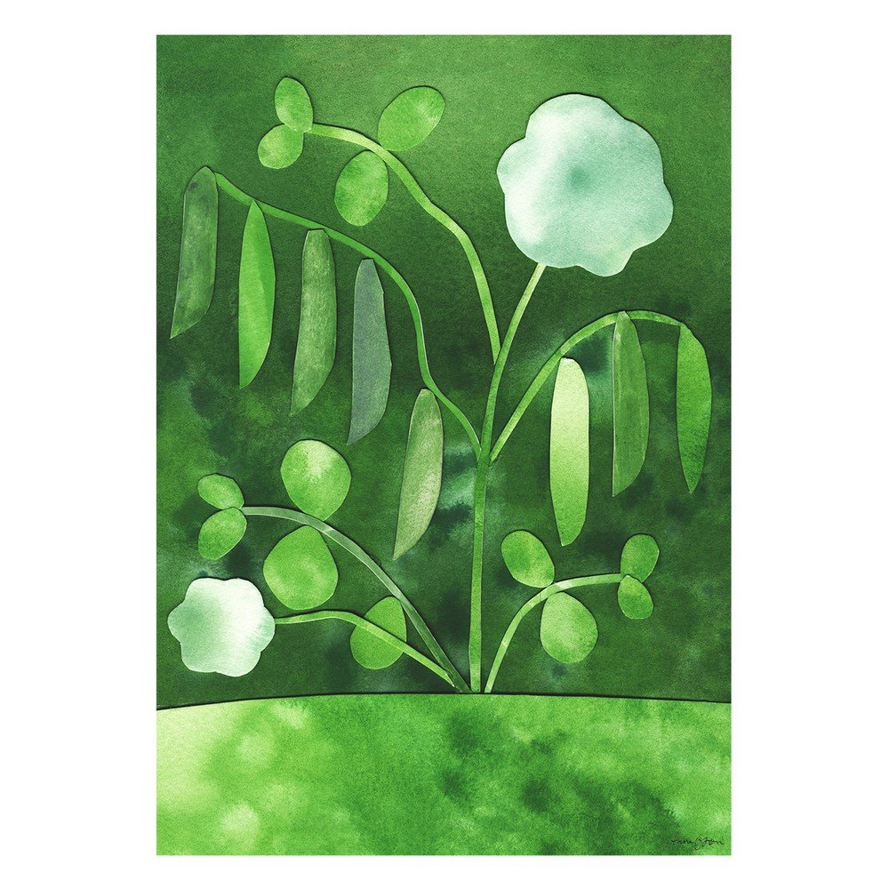 Plakat 50x70 cm Peas in Bloom – Anna Ravn Bjørn