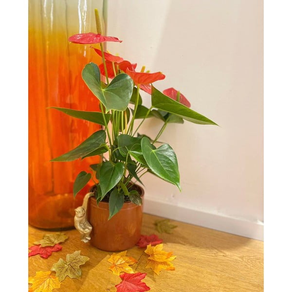 Majhna dekoracija iz poliresina Monkey – Sass & Belle-image-3