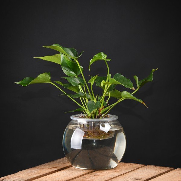 Posoda za rastline Esschert Design, višina 17,6 cm-image-1