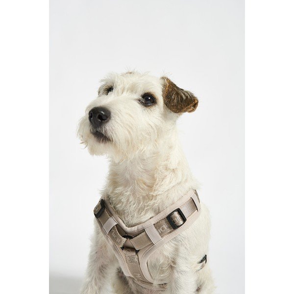 Bež oprsnica velikosti L dolžina 42 cm Modena Greige L – MiaCara-image-1