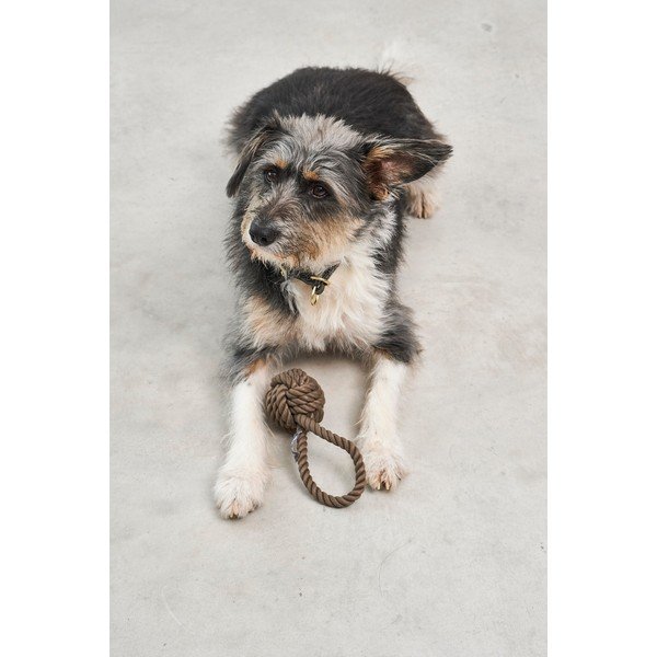 Igrača za pse Nodo Chocolate – MiaCara-image-1