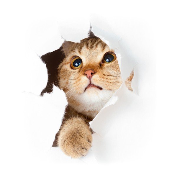 Nalepka Ambiance Cat in Hole-image-1