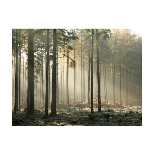 Tapeta velikega formata Artgeist Foggy November Morning, 400 x 309 cm