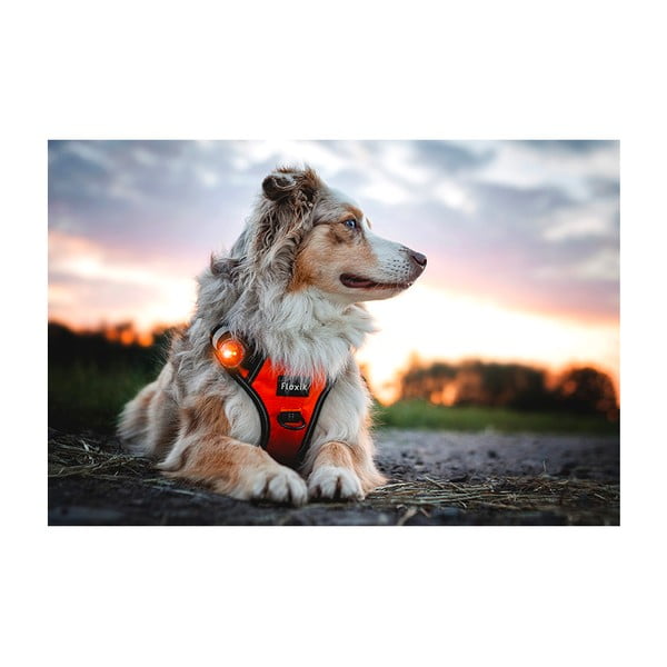 LED lučka za ovratnico Amber - Orbiloc-image-4