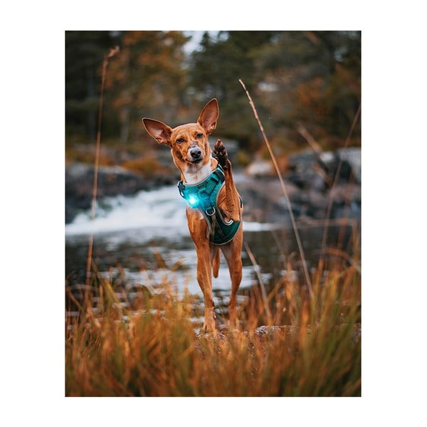 LED lučka za ovratnico Turquoise - Orbiloc-image-4