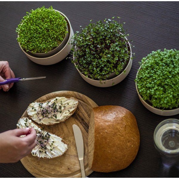 Plastična posoda za kaljenje ø 16 cm Microgreens – Plastia-image-1