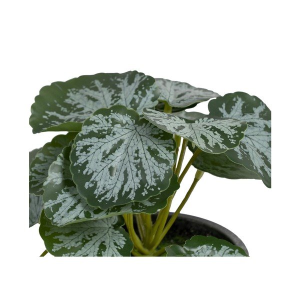 Umetna rastlina (višina 21,5 cm) Saxifraga – Ixia-image-1