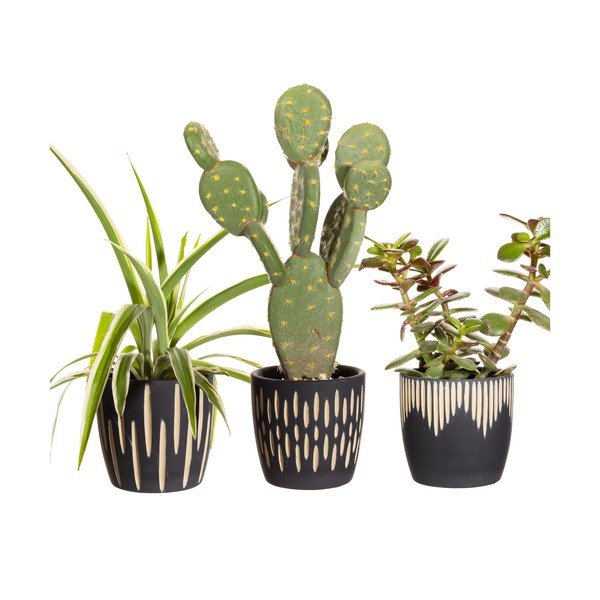 Podstavki za cvetlične lonce iz terakote v kompletu 3 ks ø 8 cm Grafitto – Sass & Belle-image-2