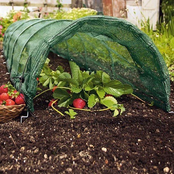 Vrtna koprena – Garden Pleasure-image-1