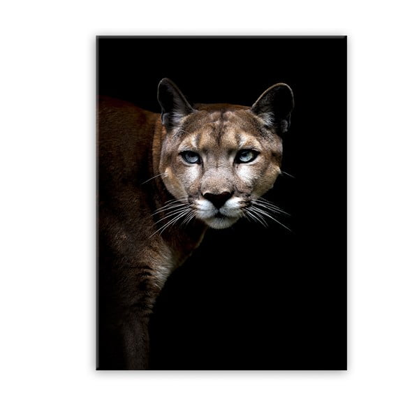 Slika Styler Glas Animals Cougar, 70 x 100 cm