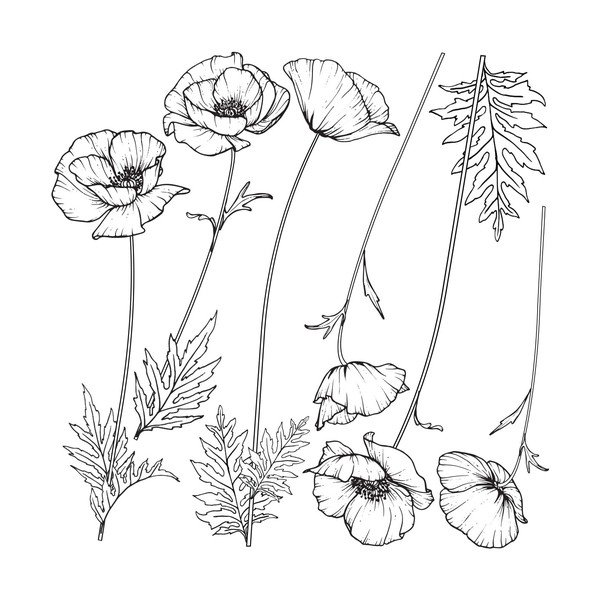 Komplet stenskih nalepk Ambiance Poppies-image-1