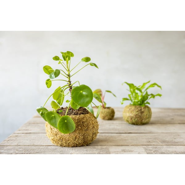 Cvetlični lonec ø 20 cm Kokedama – Esschert Design-image-1
