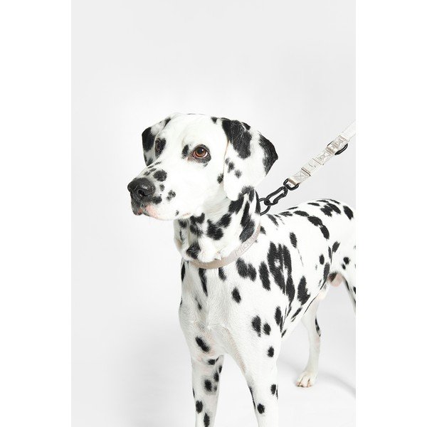 Bež ovratnica velikosti M/L dolžina 35 cm Modena Greige M/ML – MiaCara-image-3