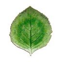 Zeleni lončeni krožnik Costa Nova Riviera, 19 x 22 cm