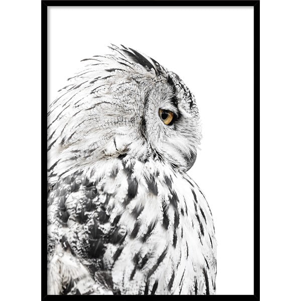 Plakat v okvirju 50x70 cm Owl - Styler
