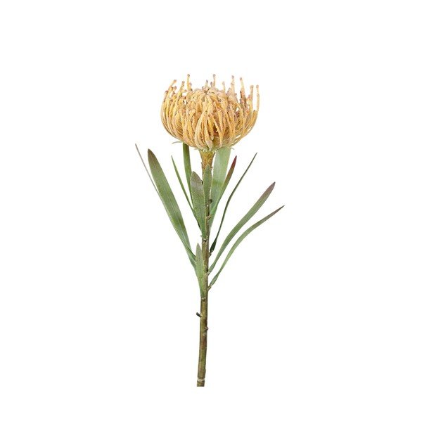 Umetna rastlina (višina 43 cm) Protea – Ego Dekor
