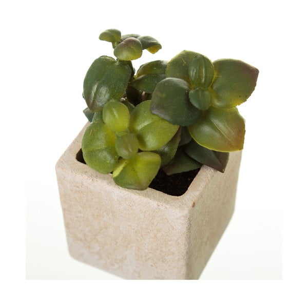 Umetne rastline v kompletu 6 ks (višina 9,5 cm) Cactus – Casa Selección-image-3