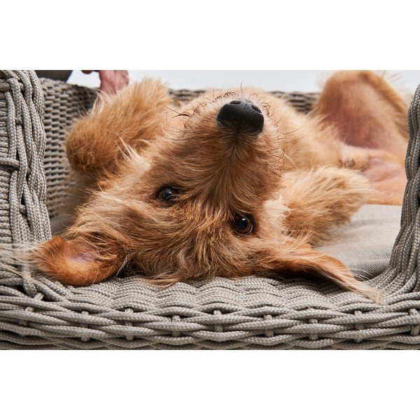 Bež podloga za pse 58x68 cm Mio Greige S – MiaCara-image-1