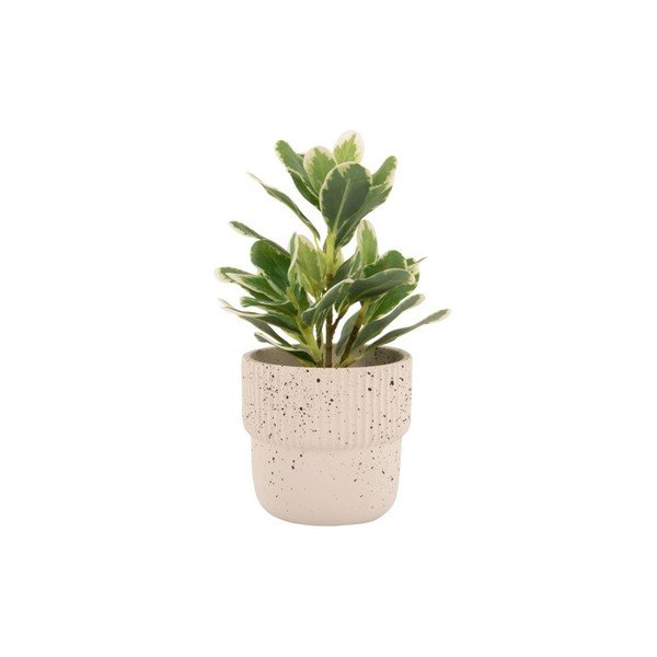 Svetlo bež betonski lonec ø 14 cm Speckles - PT LIVING-image-2