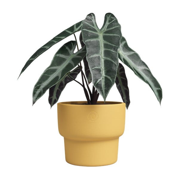 Keramičen ročno poslikan cvetlični lonec ø 17 cm Echo – Artevasi-image-3