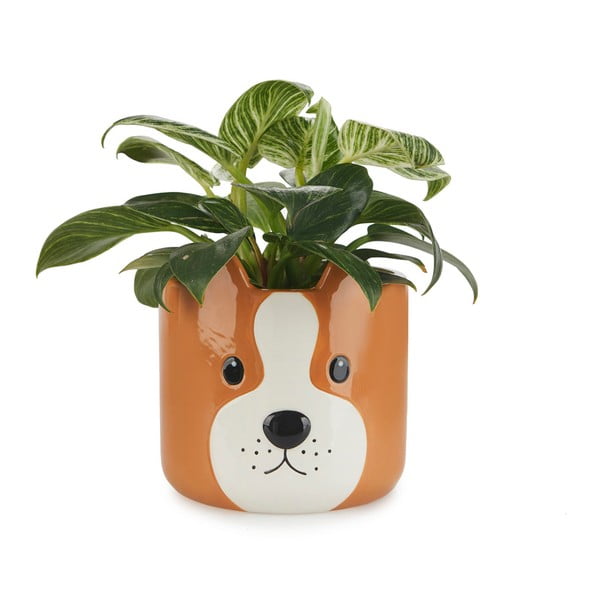 Keramičen cvetlični lonec ø 13,5 cm Woof – Balvi-image-1