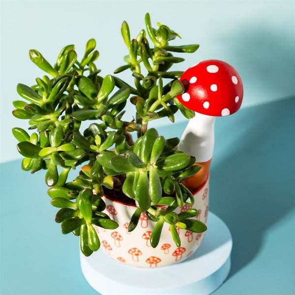 Zalivalnik iz terakote Mushroom – Sass & Belle-image-1