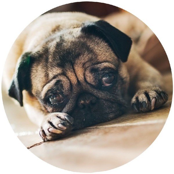 Kljuka Wenko Pug-image-1