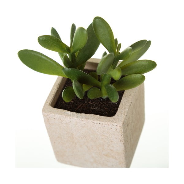 Umetne rastline v kompletu 6 ks (višina 9,5 cm) Cactus – Casa Selección-image-2