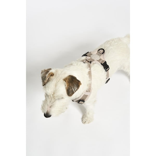 Bež oprsnica velikosti S dolžina 30 cm Modena Greige S – MiaCara-image-2