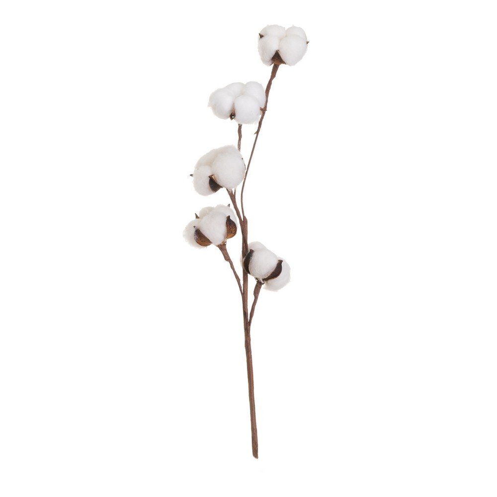 Sušena rastlina (višina 55 cm) Cotton