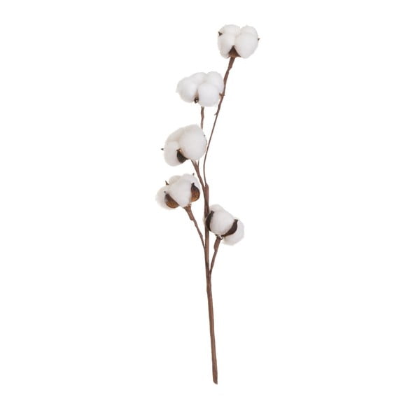 Sušena rastlina (višina 55 cm) Cotton – Casa Selección