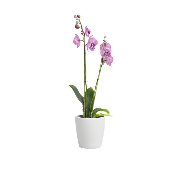 Keramičen cvetlični lonec ø 14 cm Thalia – Artevasi