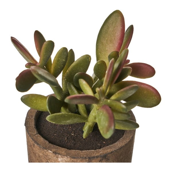 Umetne rastline v kompletu 4 ks (višina 10 cm) Cactus – Casa Selección-image-4