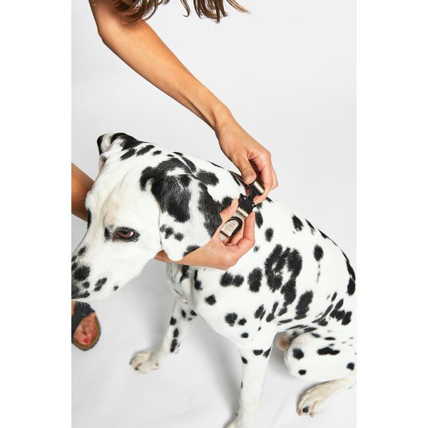 Bež ovratnica velikosti S/M dolžina 32 cm Modena Greige S/SM – MiaCara-image-2