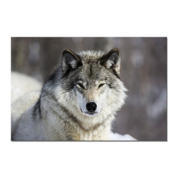 Slika Styler Glasspik Animal Wolf, 80 x 120 cm
