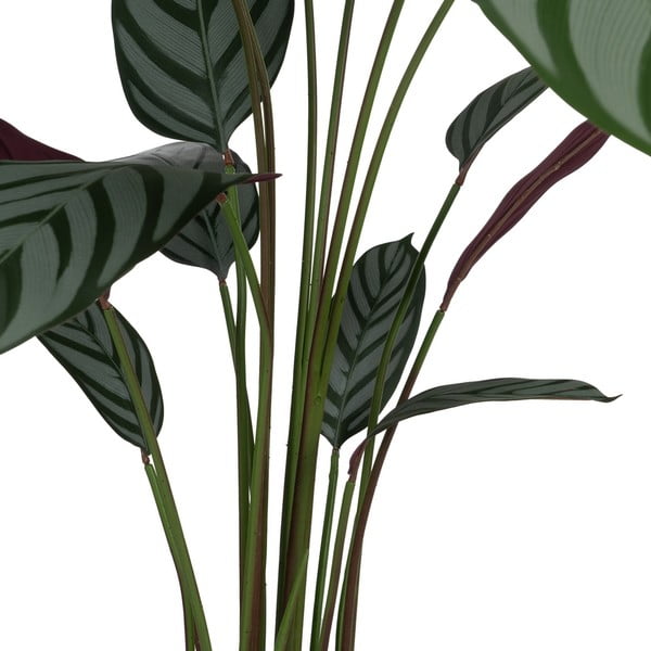 Umetna rastlina (višina 150 cm) Calathea – Ixia-image-2