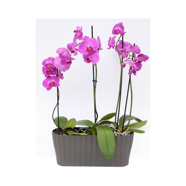 Antracitno siv lonec Plastia Tirola, dolžina 38 cm-image-2