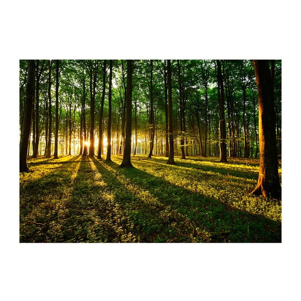 Tapeta velikega formata Artgeist Spring Morning in the Forest, 200 x 140 cm