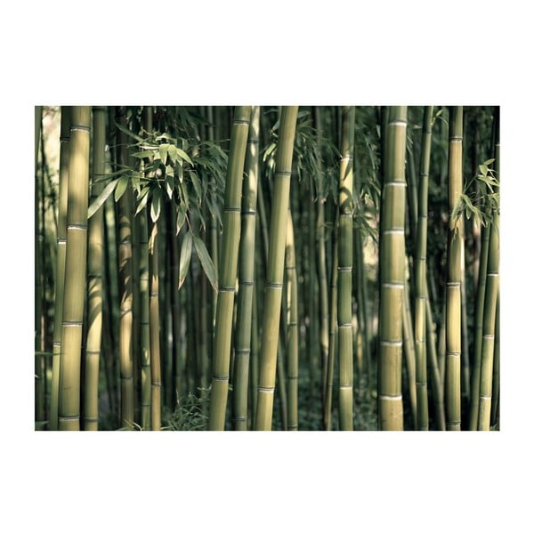 Tapeta velikega formata Artgeist Bamboo Exotic, 400 x 280 cm