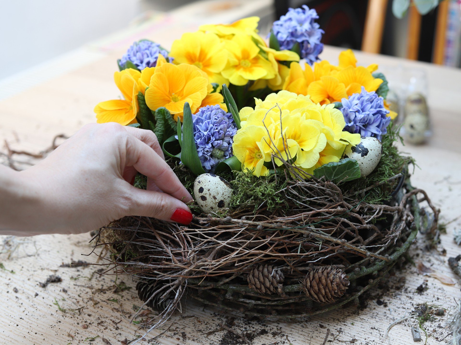Trobentice, hijacinte in druge spomladanske čebulnice, posajene v model za peko.