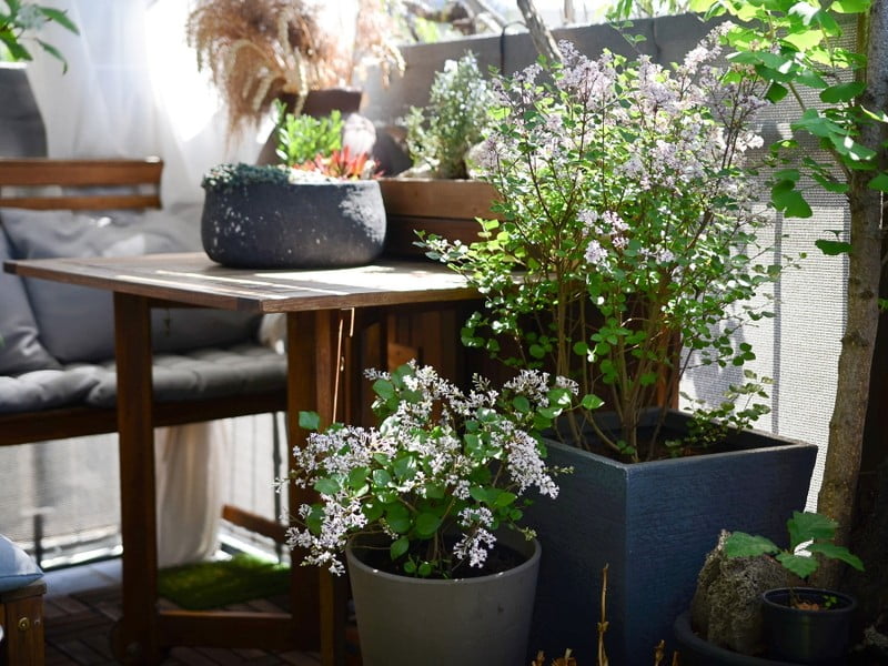 7 nezahtevnih balkonskih rastlin, s katerimi boste doma ustvarili zeleno oazo