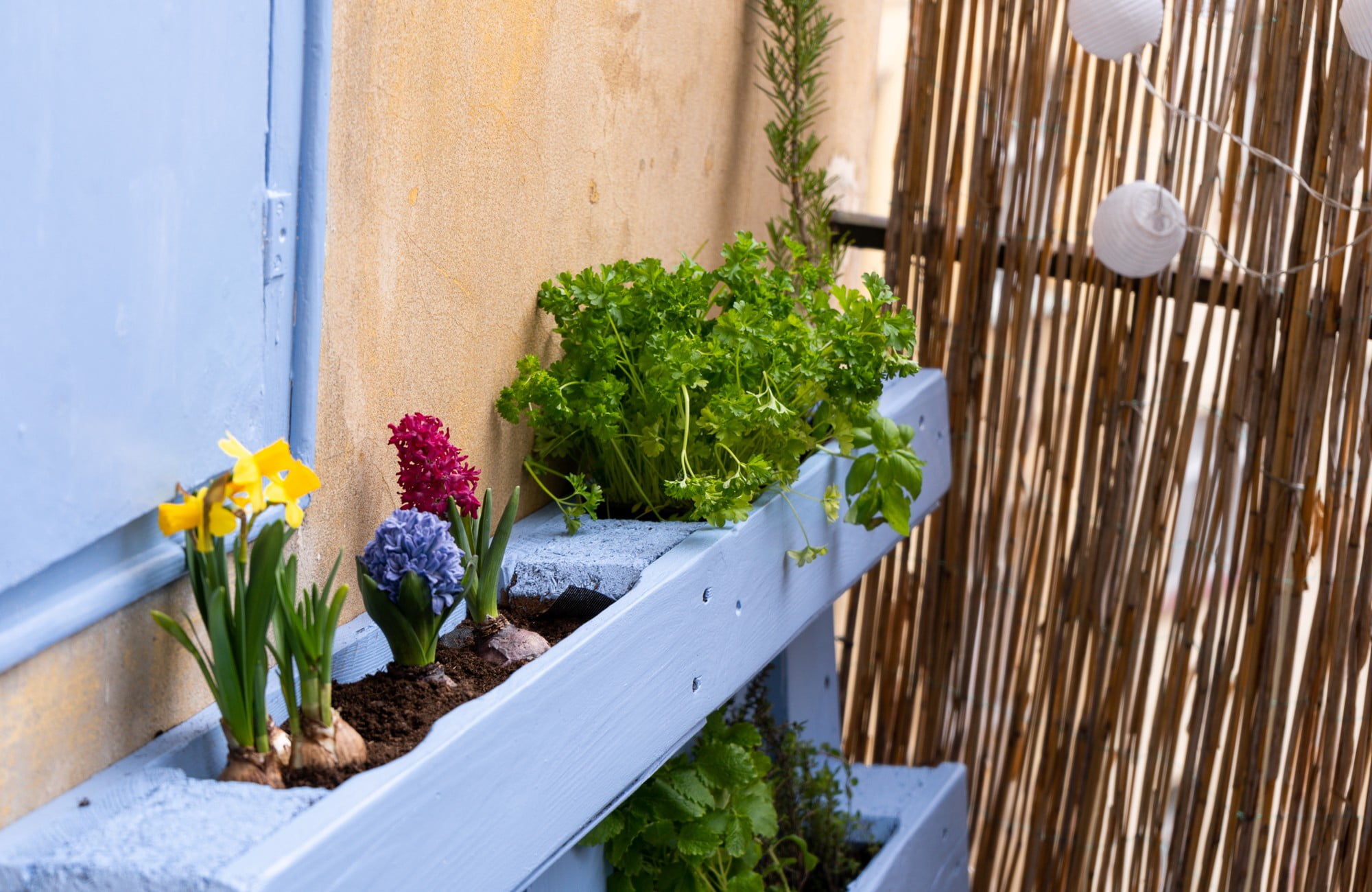 Tudi na majhnem balkonu lahko gojite zelišča in zelenjavo.