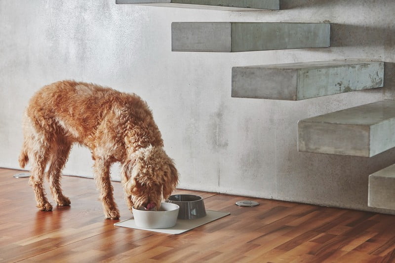 Navdih: Hišni ljubljenčki