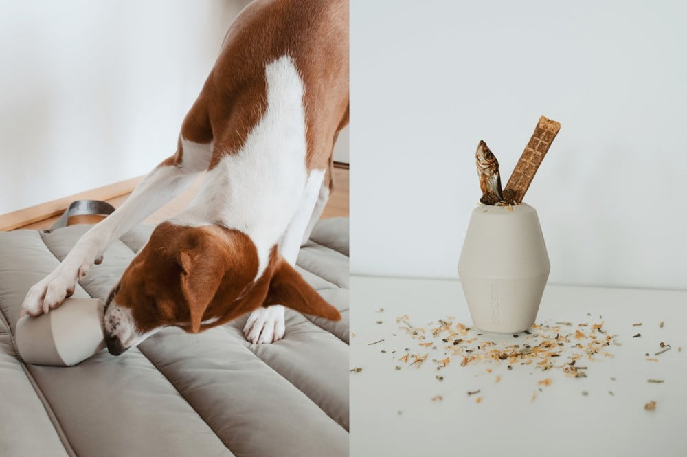 Navdih: Hišni ljubljenčki