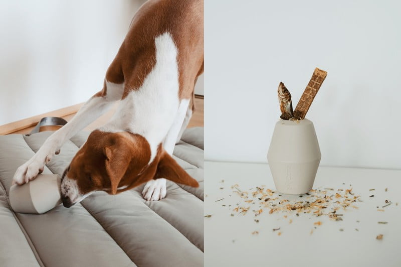 Navdih: Hišni ljubljenčki