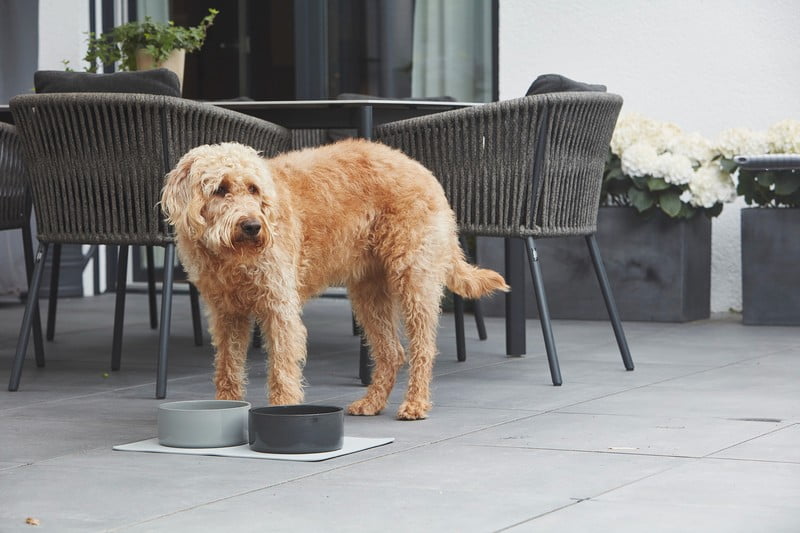 Navdih: Hišni ljubljenčki